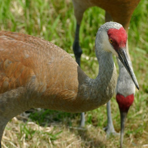 Sandhill Crane, Kanadakranich