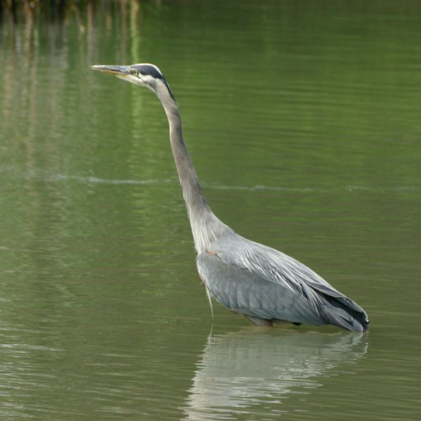 Great Blue Heron, Kanadareiher