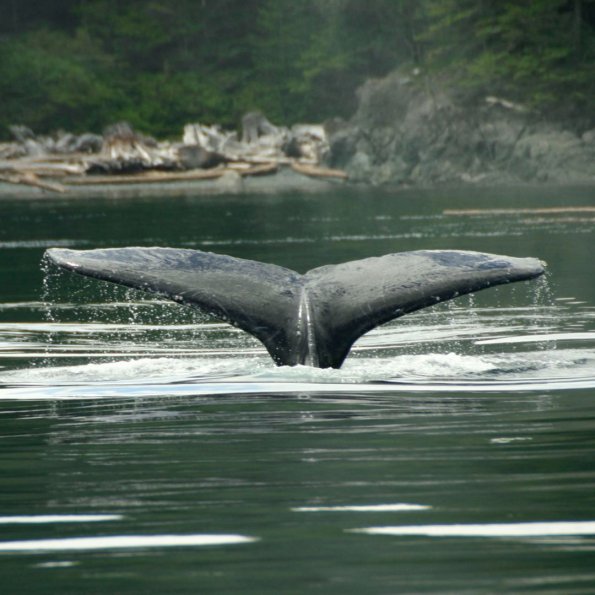 Grey Whale, Grauwal