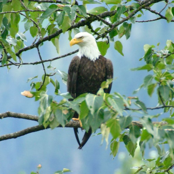 Bald Eagle, Weißkopfseeadler