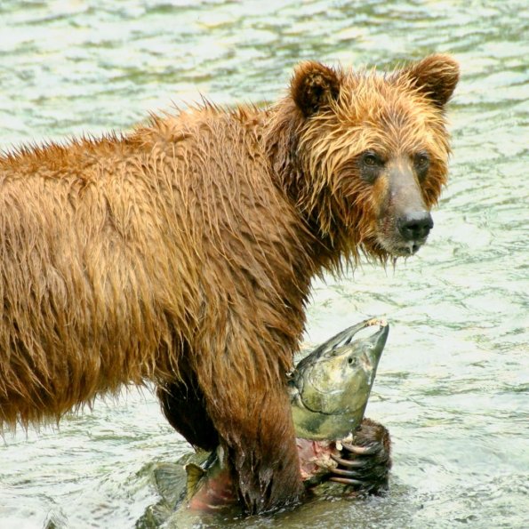 Grizzly Bear, Grizzlybär