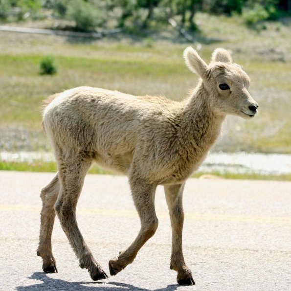 Bighorn Sheep, Dickhornschaf