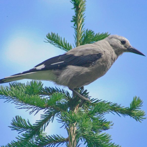 Clark's Nutcracker, Kiefernhäher