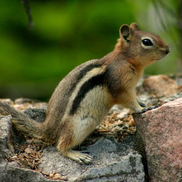 Golden-mantled Groud Squirrel, Goldmantelziesel