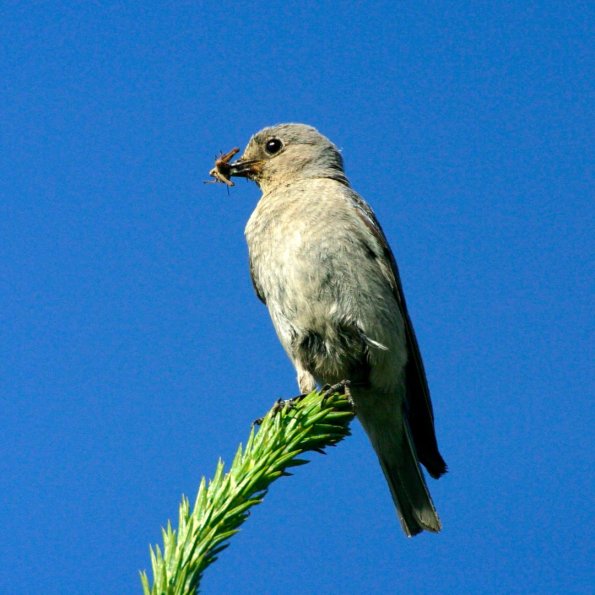 Mountain Bluebird, Berghüttensänger