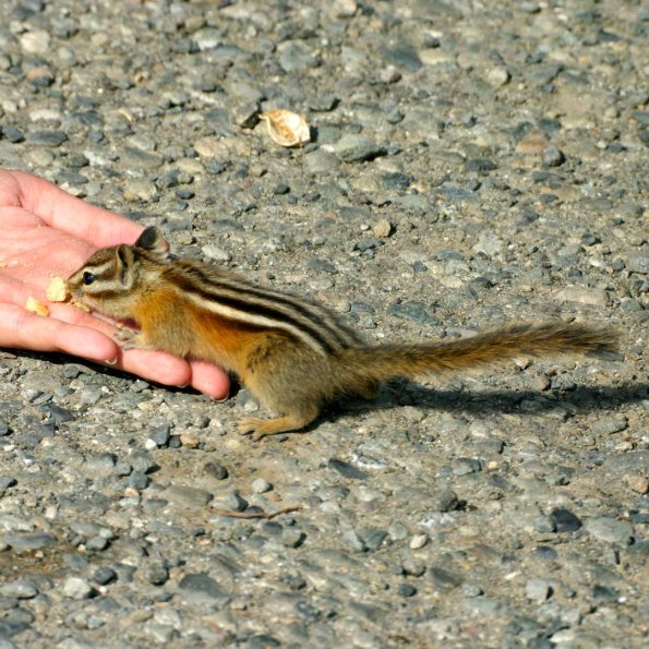 Townsend's Chipmunk, Townsend-Streifenhörnchen