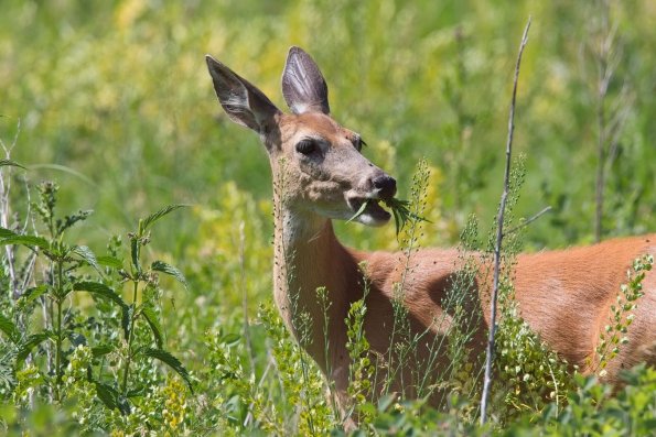 White-tailed Deer