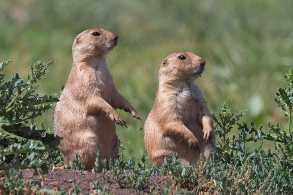 Prairie Dogs
