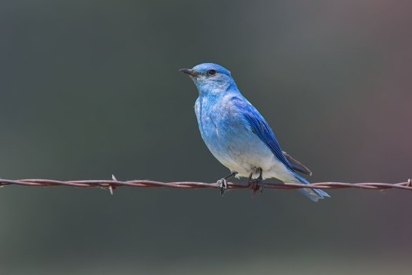 Mountain Bluebird