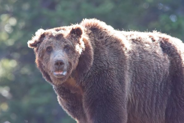 Grizzly Bear