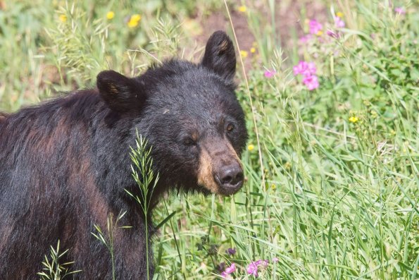 Black Bear