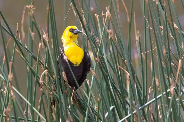 Yellow-Headed Blackbird