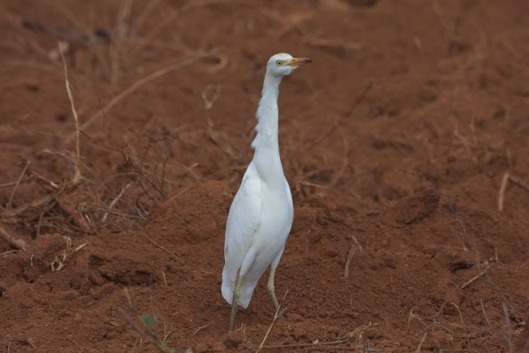 Cattle Egret