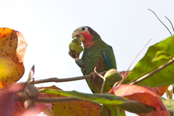 Cuban Parrot