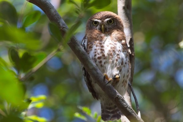 Cuban Pygmy Owl