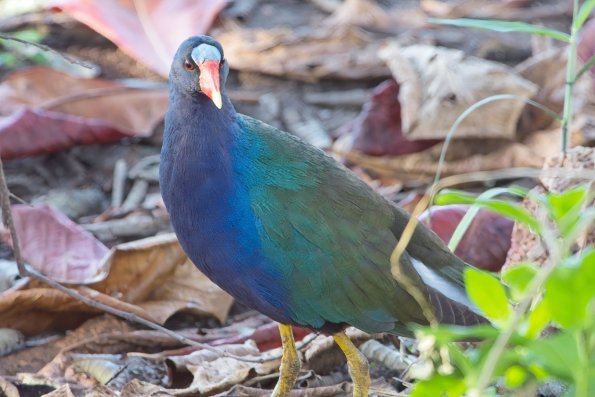 Purple Gallinule