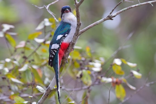 Cuban Trogon