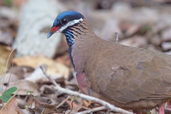 Blue Headed Quail Dove