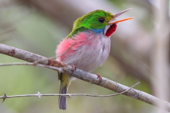 Cuban Tody