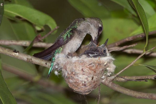 Bee Hummingbird