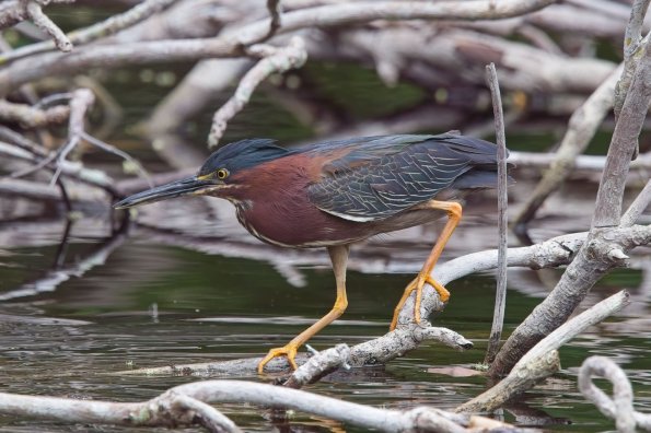 Green Heron