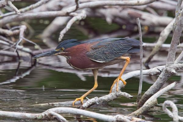 Green Heron