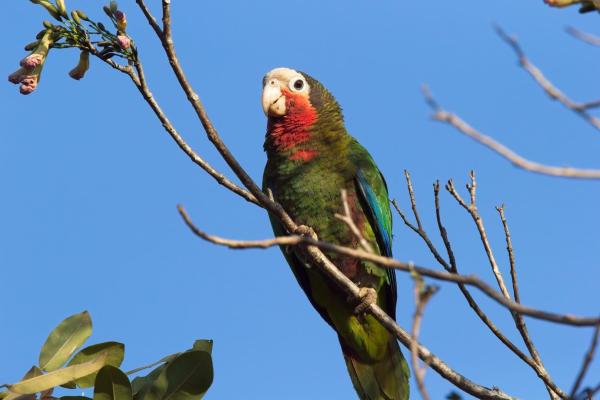 Cuban Parrot