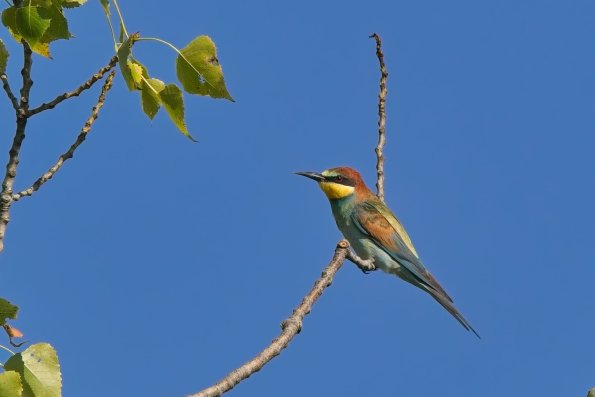 Bienenfresser (Merops apiaster), Hansag, AT