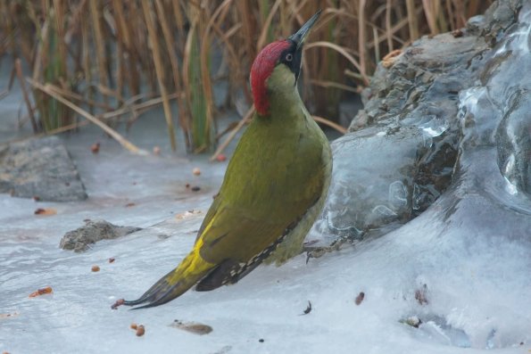 Grünspecht (Picus viridis), Wien, AT