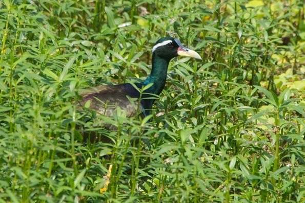 Hindublatthühnchen, Bronze-Winged Jacana (Metopidius indicus) Kolkata , India
