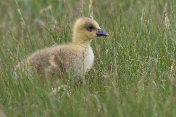 Graugans (Anser anser), NP Seewinkel Warmsee, AT