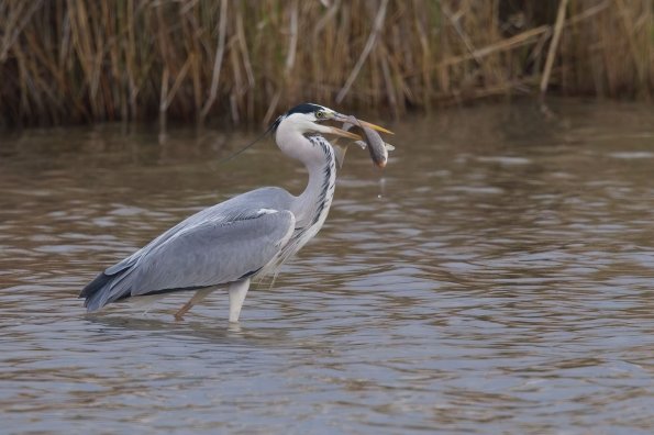 Graureiher (Ardea cinerea),  NP Seewinkel, AT