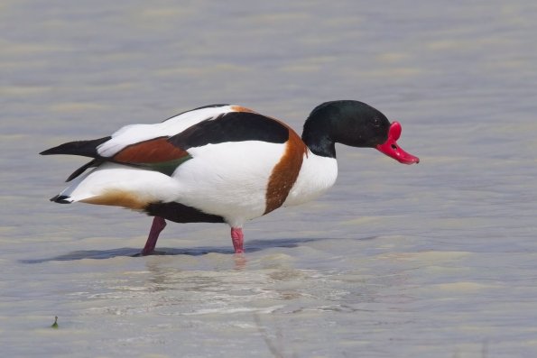 Brandgans (Tadorna tadorna), NP Seewinkel A