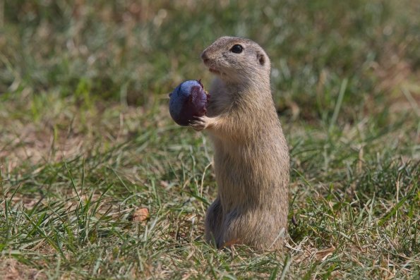 Ziesel (Spermophilus citellus), Weiden, AT