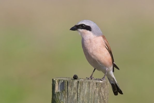 Neuntöter (Lanius collurio) , Hansag, AT