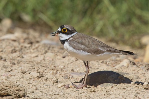 Flussregenpfeifer (Charadrius dubius),Toledo, Spanien