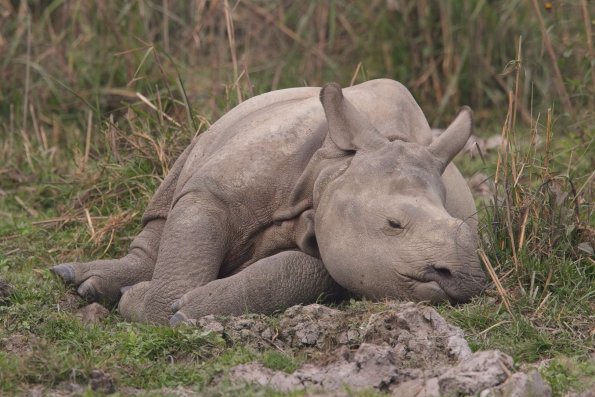 Indian baby rhinoceros