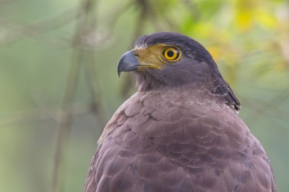 Indian Black Eagle, India