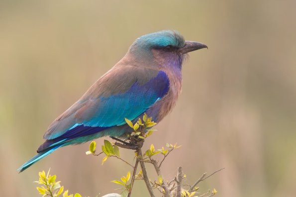 Indian Roller, India