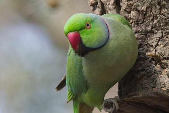 Rose-ringed Parakeet, India