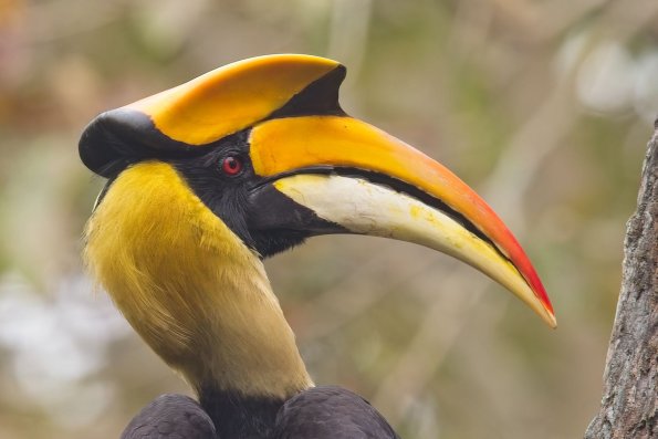 Great Hornbill, India