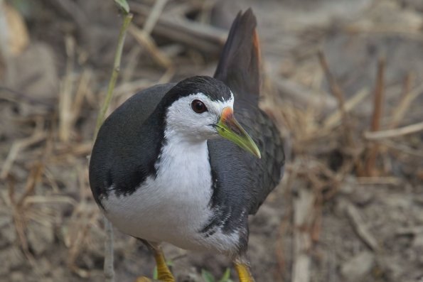 White-breasted Waterhen, India