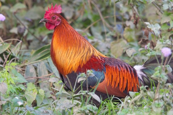 Red Junglefowl, India