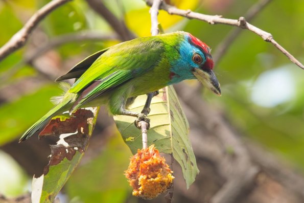 Blue-throated Barbet, India