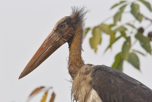 Greater Adjudant, India