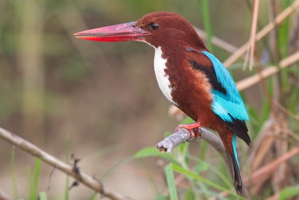 White-throated Kingfisher, India