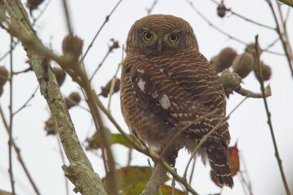 Jungle Owlet, India