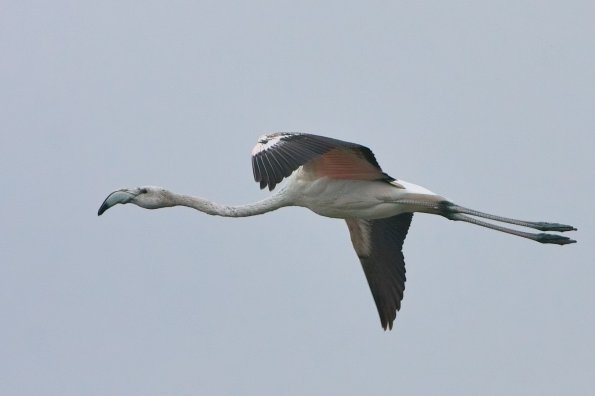 Flamingo, Lissabon, PT