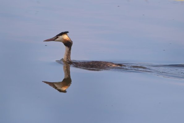 Haubentaucher, Hohenau, AT