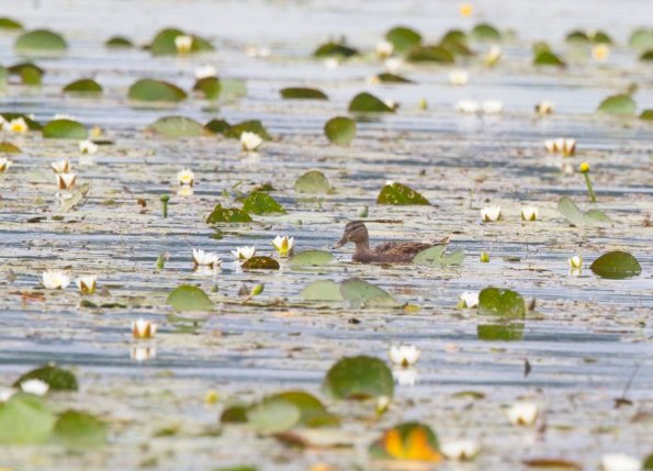 Stockenete, Polesie NP, PL